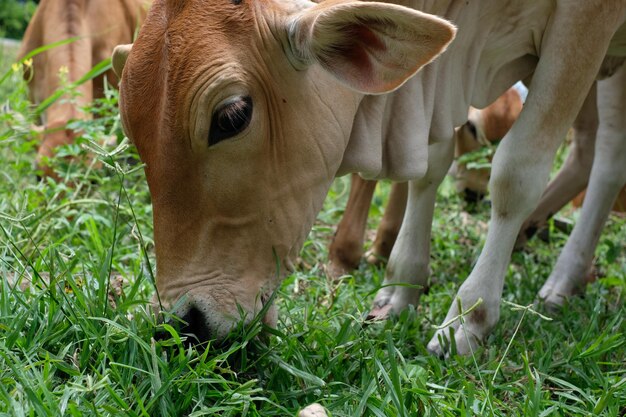 Photo cow standing in field