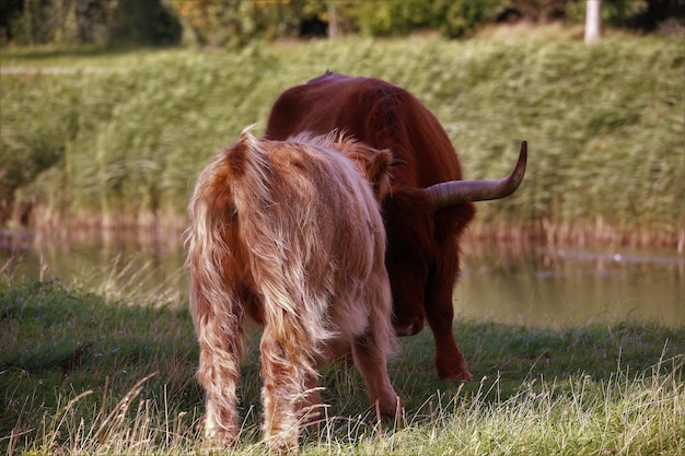 Foto la mucca in piedi sul campo