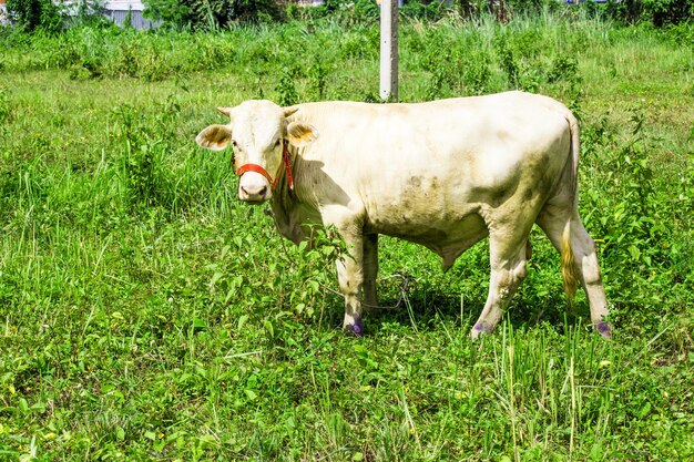 Cow standing on field