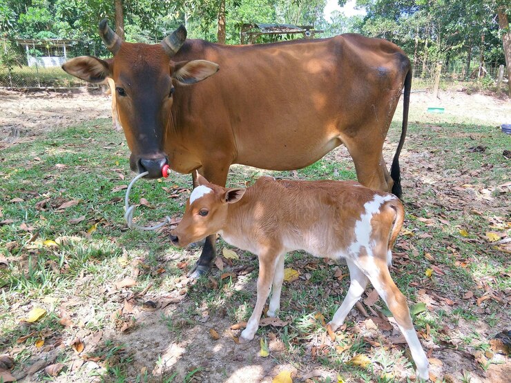 फोटो खेत में खड़ी गाय।