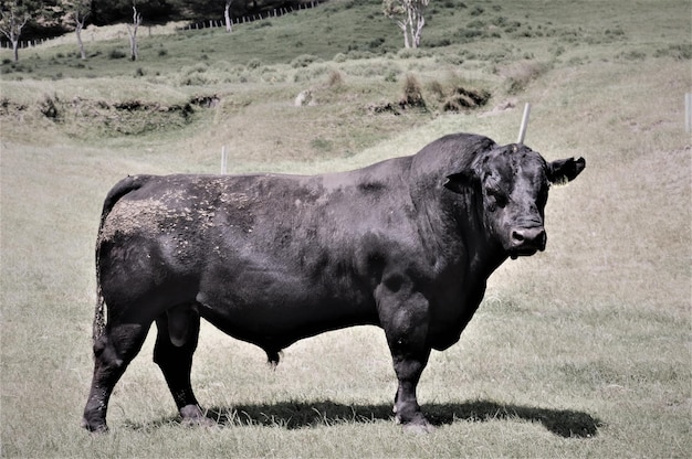 Foto una mucca in piedi in un campo