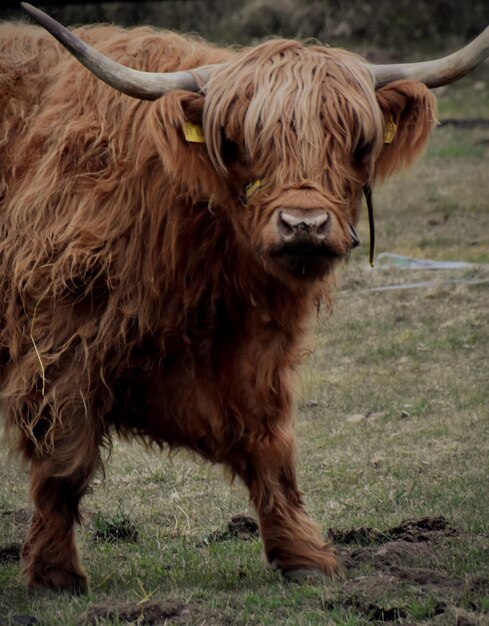 Foto la mucca in piedi sul campo