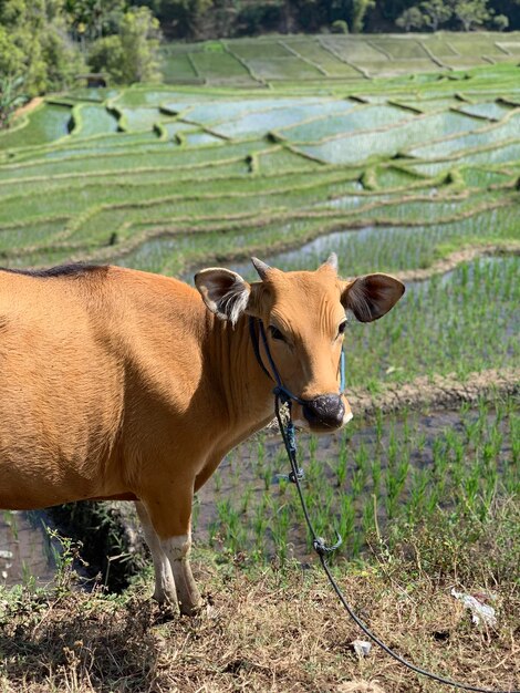 Photo cow standing in a field