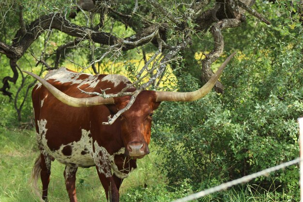 Cow standing in a field