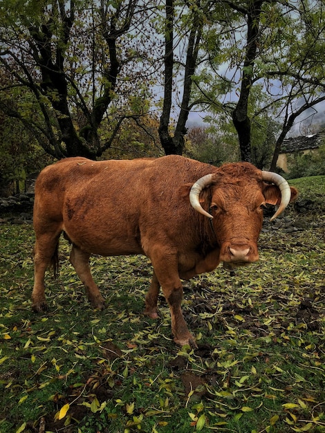 Foto la mucca in piedi sul campo