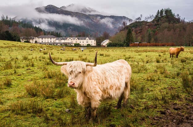 Cow standing in a field