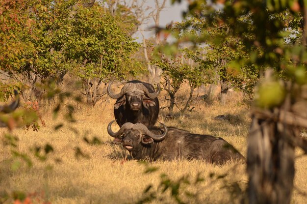 Foto la mucca in piedi sul campo