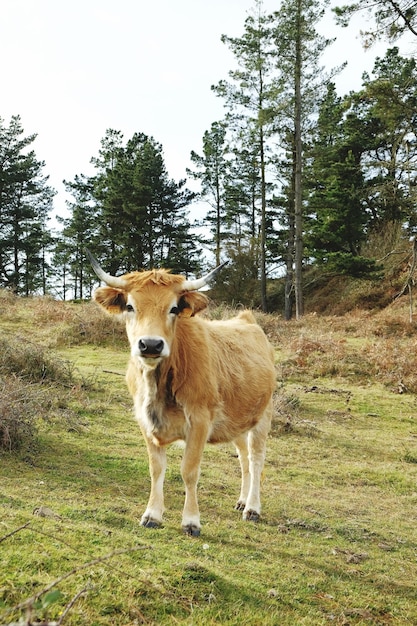 Cow standing on field