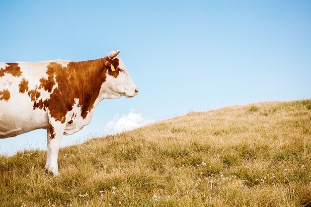 Cow standing on grass field with blue sky 