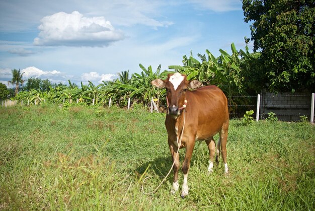 Photo cow standing on grassy field