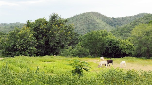 cow standing on a green meadow