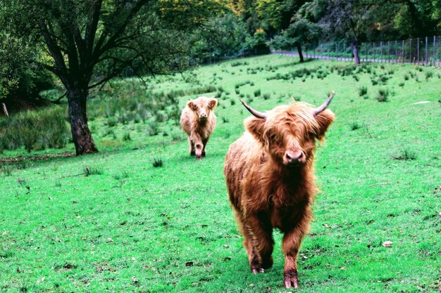 写真 野原に立っている牛