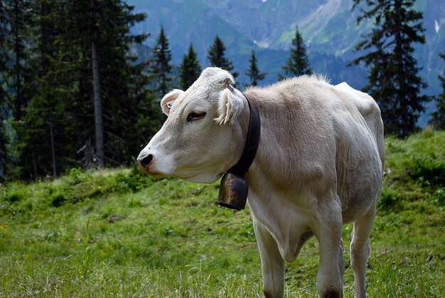 Cow standing on land