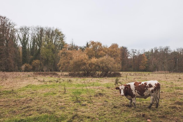 Cow standing on landscape