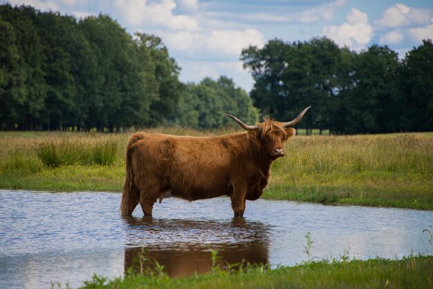写真 空に向かって湖の近くの畑に立っている牛