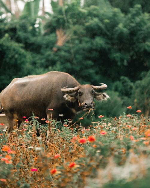 写真 畑に立っている牛