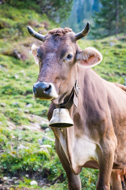Foto vacca in piedi sul pascolo di tannheimer tal sulla montagna alpina