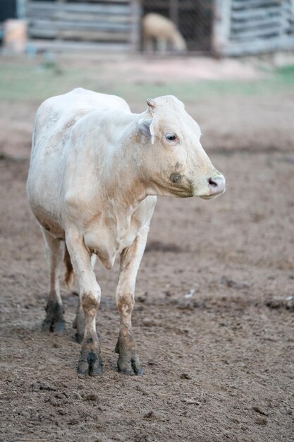 Foto la mucca in piedi nel ranch