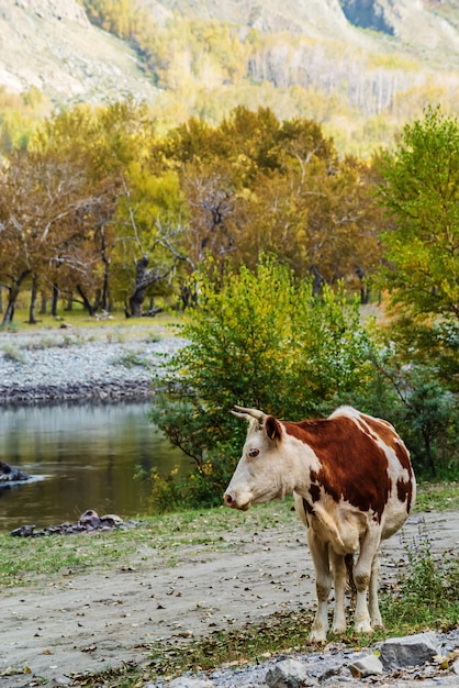 Cow standing on riverbank in autumn mountain gorge. Russia, Altai, Chulyshman River