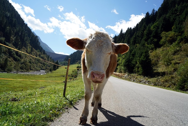 Una mucca in piedi sulla strada tra gli alberi