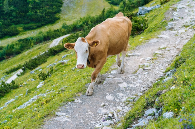 Cow standing on road through Alps. Cow and calf spends the summer months on an alpine meadow in Alps. Many cows on pasture. Austrian cows on green hills in Alps. Alpine landscape in cloudy Sunny day.