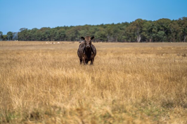 A cow stands in a field of golden grass.