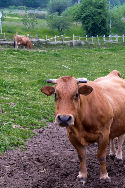 Cow staring at camera in meadow