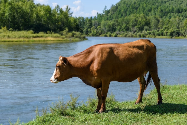 La mucca rimane su un prato soleggiato di estate verde vicino al fiume