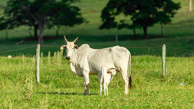 Cow suckling calf on the lawn