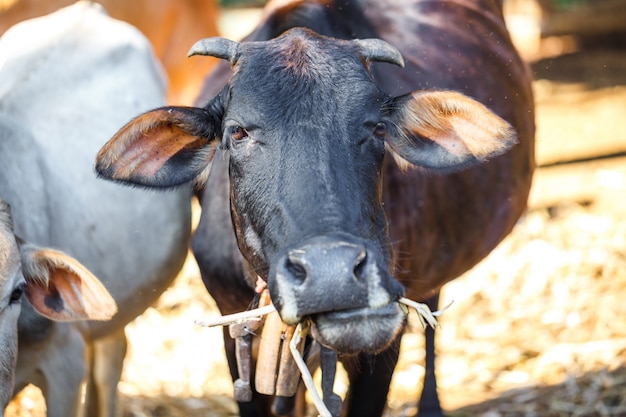 Cow on summer grass field 