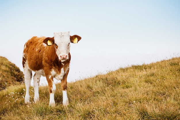 Cow on a summer pasture