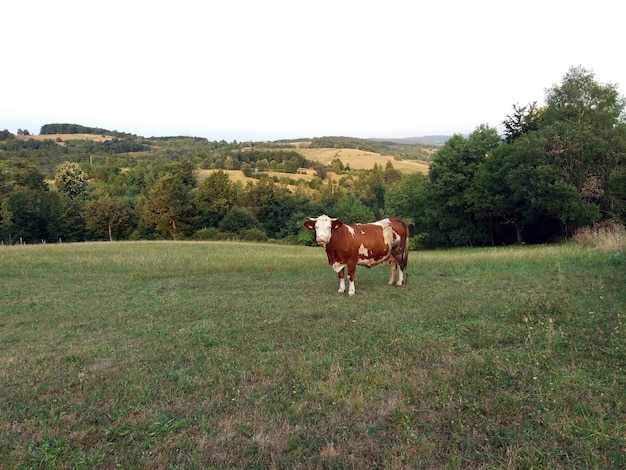 Корова на летнем пастбище