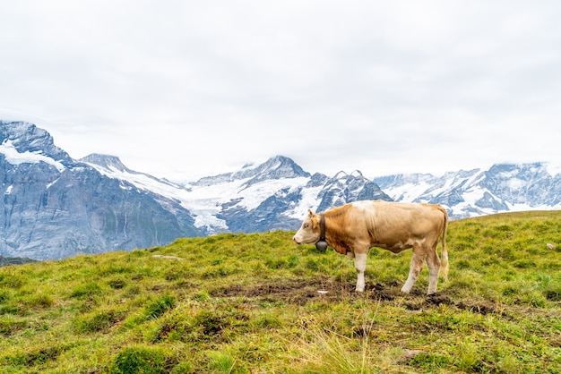 Cow in Switzerland Alps mountain Grindelwald First