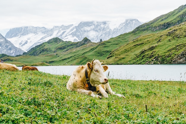 スイスアルプスの山のグリンデルワルトの牛