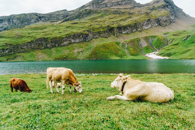スイスアルプスの山のグリンデルワルトの牛