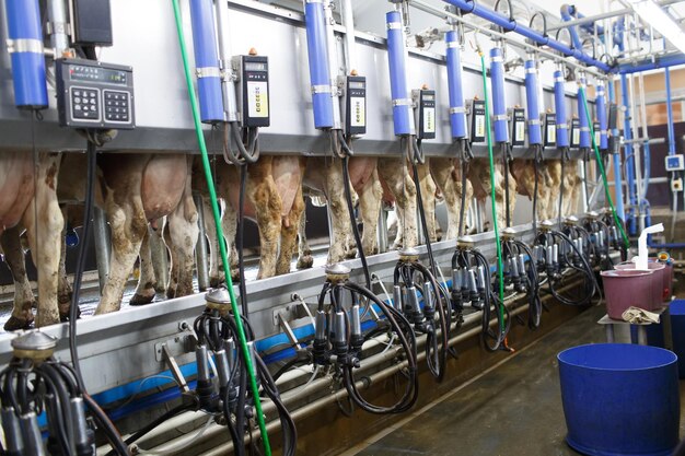 Cow udder closeup with milking machine cow farm