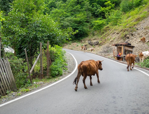 Cow in the village The cow is walking along the road Ruminant Grazing