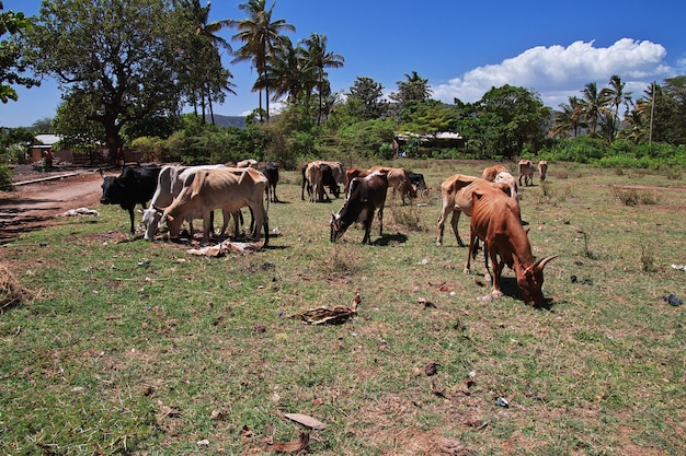 Cow in the village of Tanzania, Africa