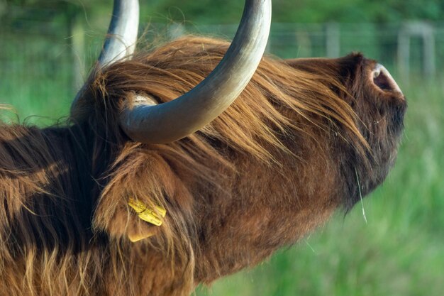 Photo cow in wales field