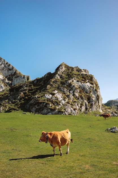 Cow walking through the grass