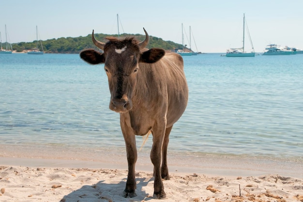 A cow while walking on the beach full of tourist during summertime