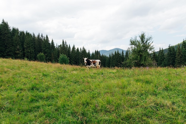 A cow with a bell on its neck grazes in the mountains on a pasture and looks at the camera