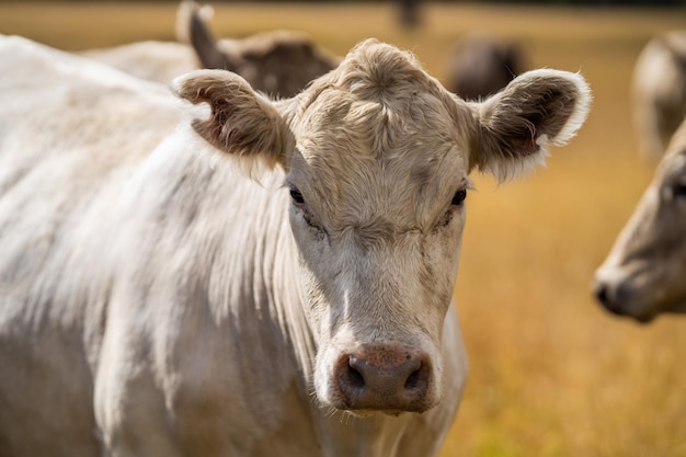 A cow with a big nose