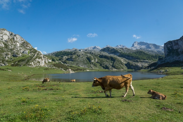 Covadonga 스페인의 호수에서 방목하는 송아지와 암소