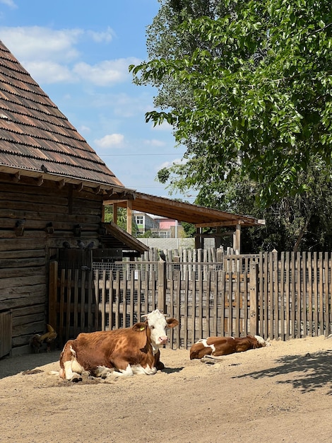 Корова с теленком лежит на солнце возле деревянного забора