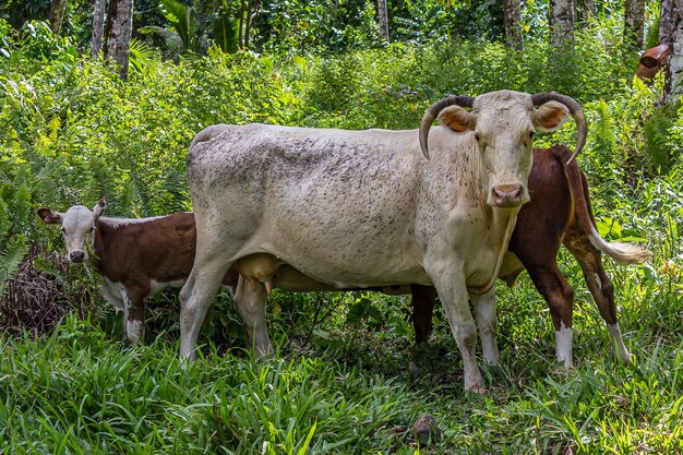 A cow with a calf stands in the forest in the thick grass