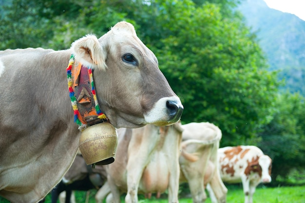 Cow with cowbell