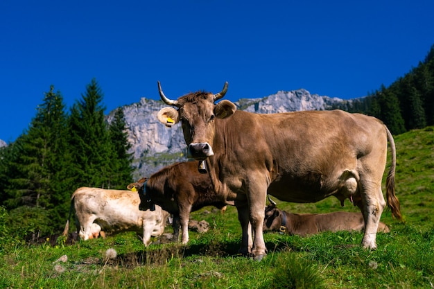 Корова с рогами крупный рогатый скот крупный скот корова пасе на сельскохозяйственной земле пасе коровы на луге с травой