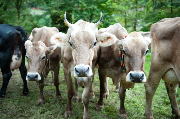 Cow with horns sharp