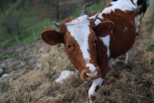 A cow with white and brown spots is walking through a field